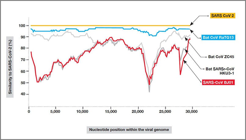 По генетическому строению вирус COVID-19 максимально близок к коронавирусу RaTG13.