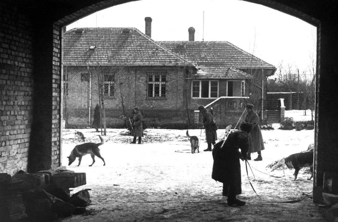 Советские сапёры с собаками минно-розыскной службы ведут разминирование.