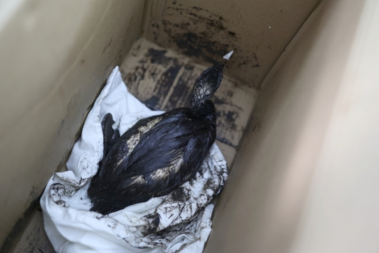 Баклан, запачканный мазутом в результате разлива нефтепродуктов на береговой линии в Анапе.