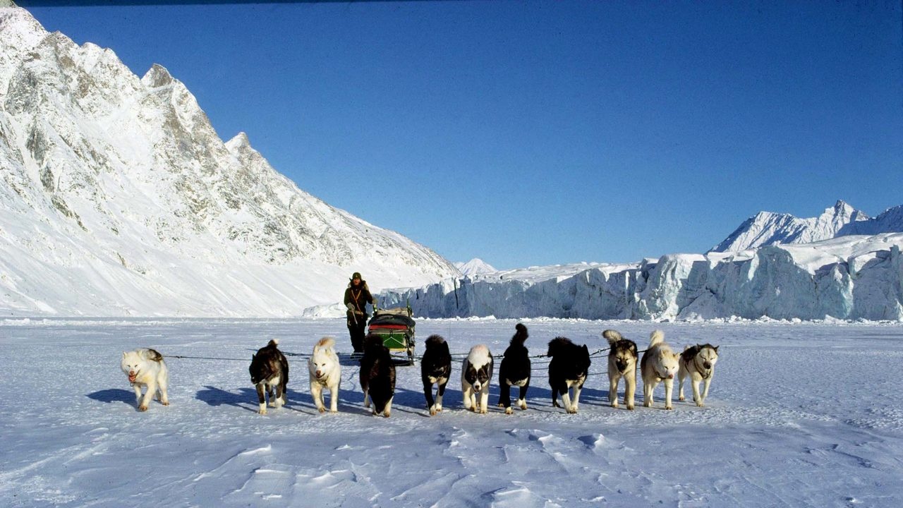 Война на «собачьих упряжках»