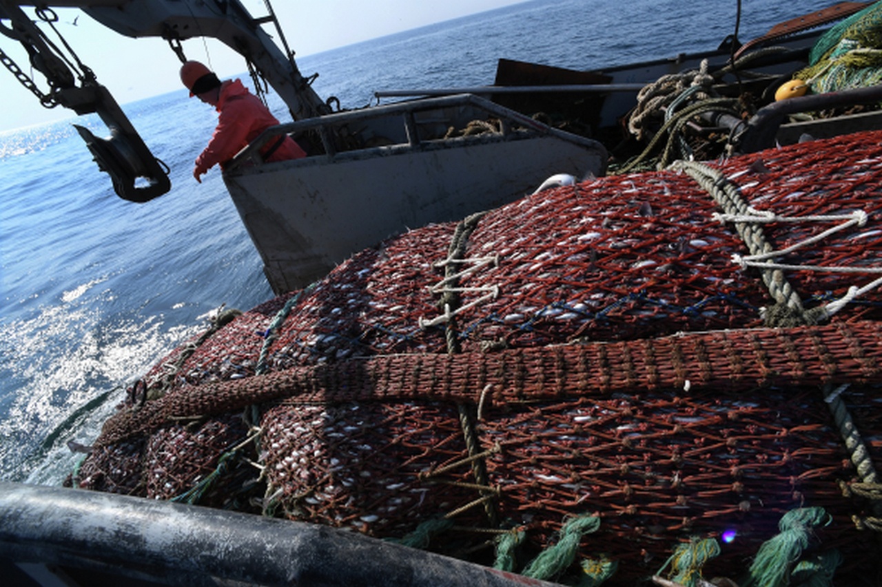 Рыба - основное богатство Баренцева моря.