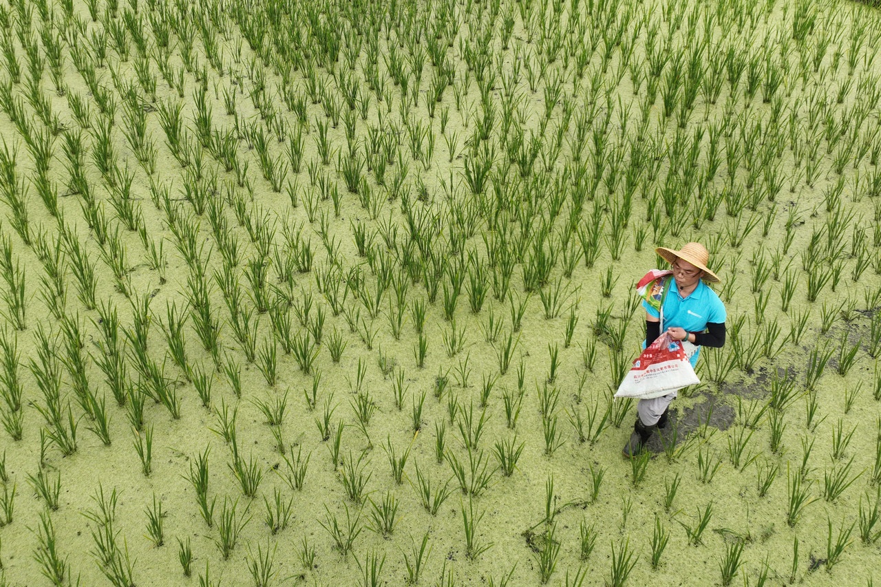 Чтобы вырастить рис, нужны азотные удобрения. А их-то по вине Израиля и США из-за войны в Иране не могут доставить.