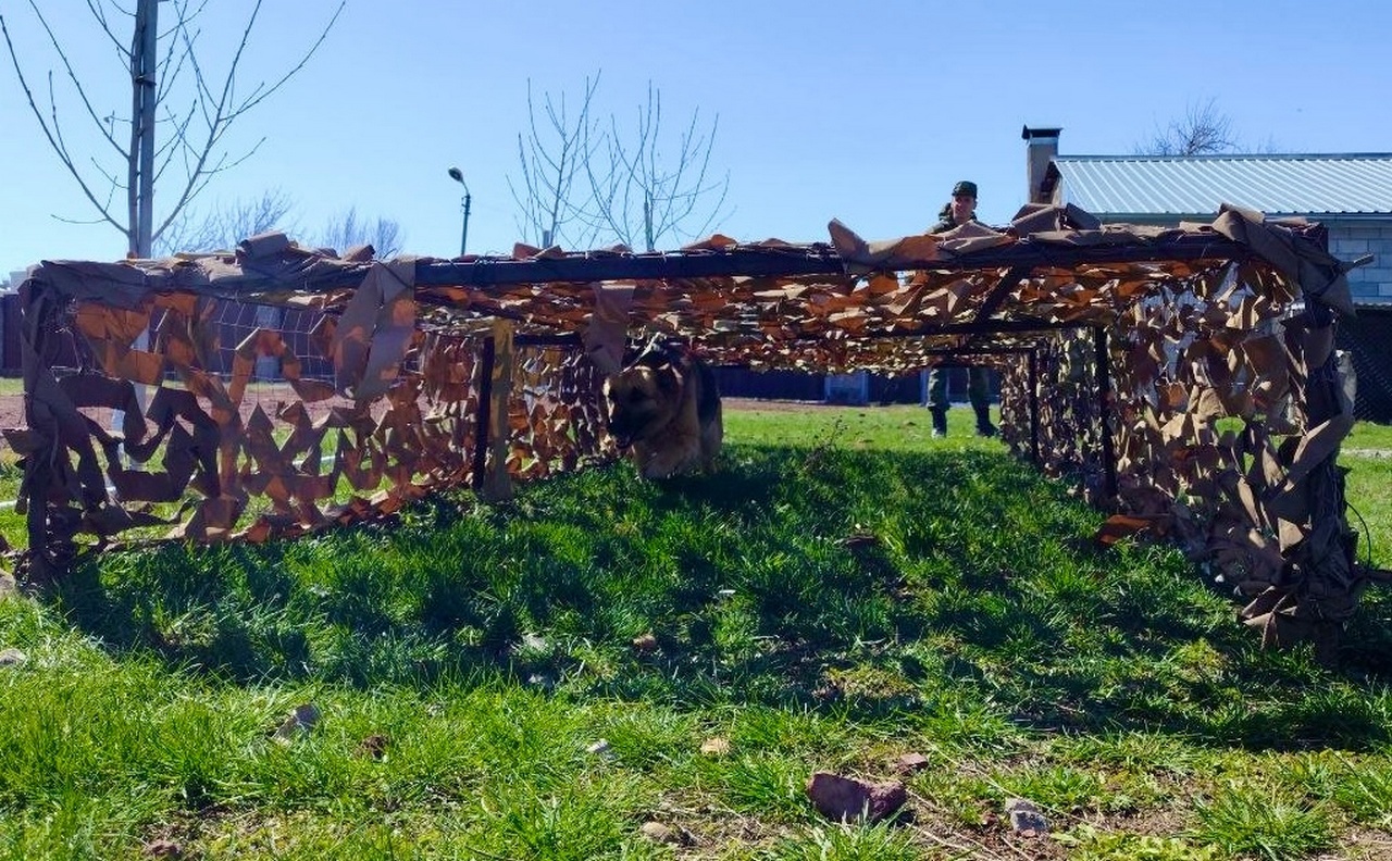 В Армении военные кинологи тренировали служебных собак на поиск взрывчатых веществ.