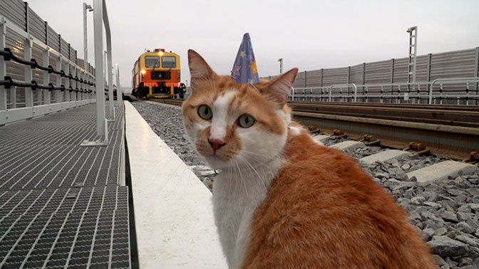 Кот мостик в контакте