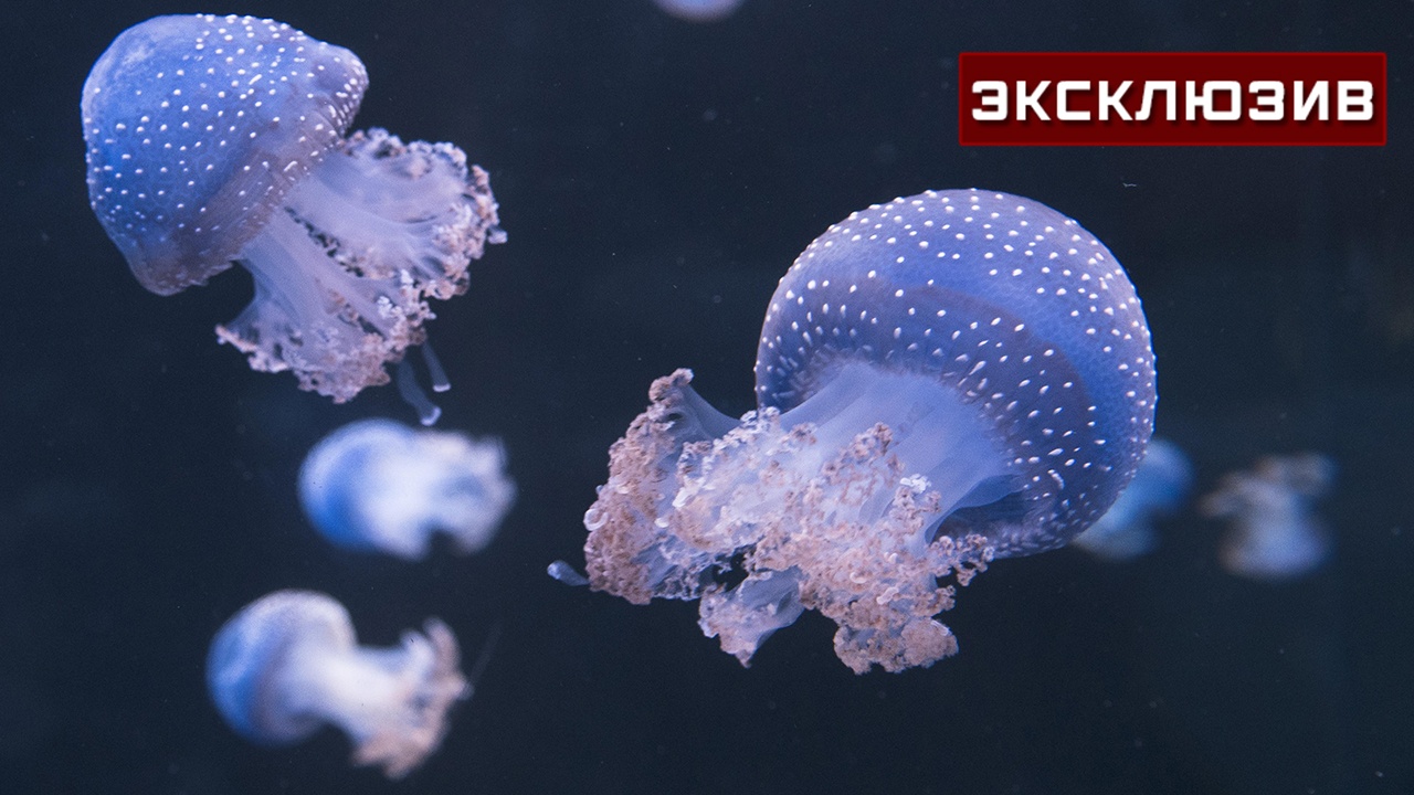 Медузы устроили второе нашествие на пляжи Крыма и Кубани