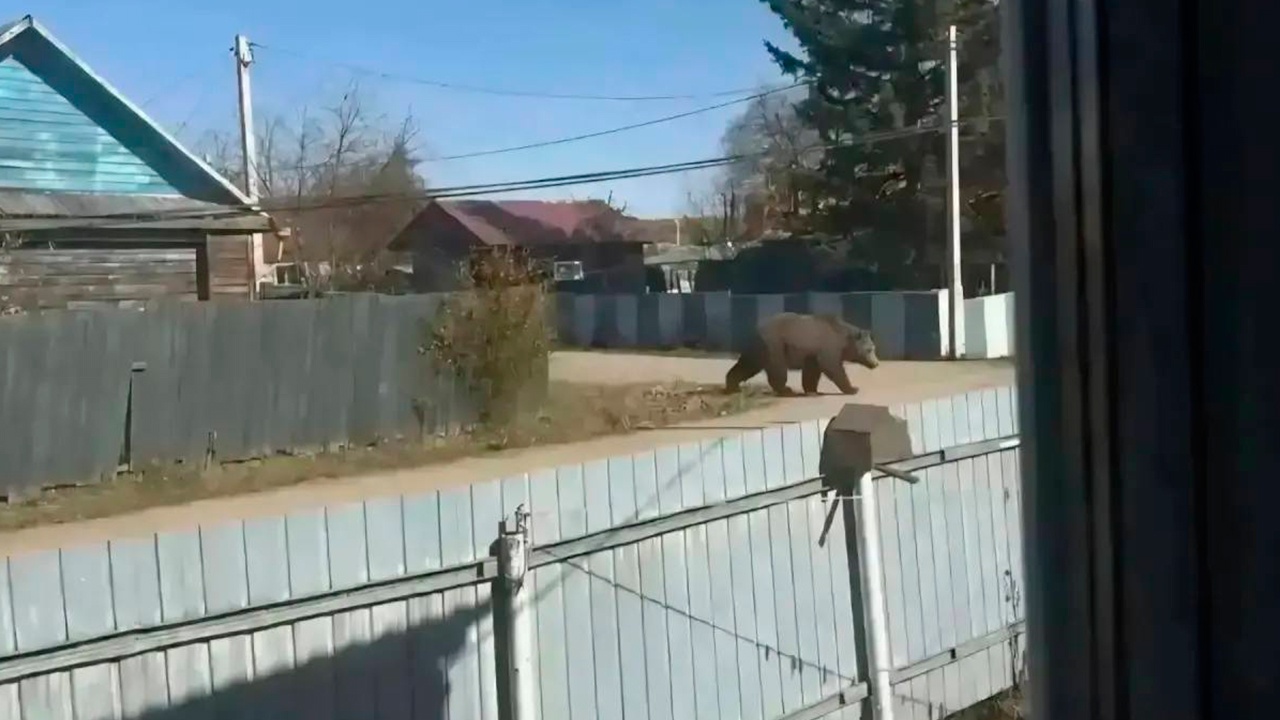 Жительницу Амурской области оштрафовали за ИИ-фото медведя в поселке