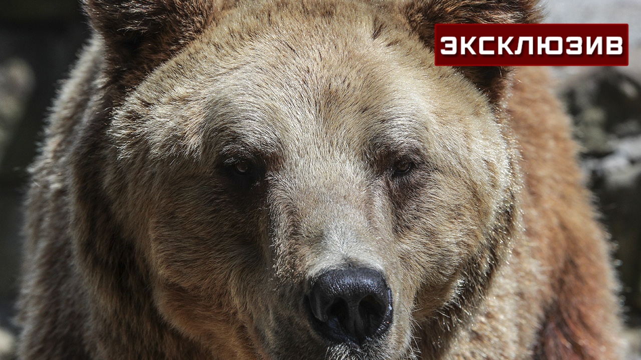 Охотовед назвал условие для ухода медведей в зимнюю спячку
